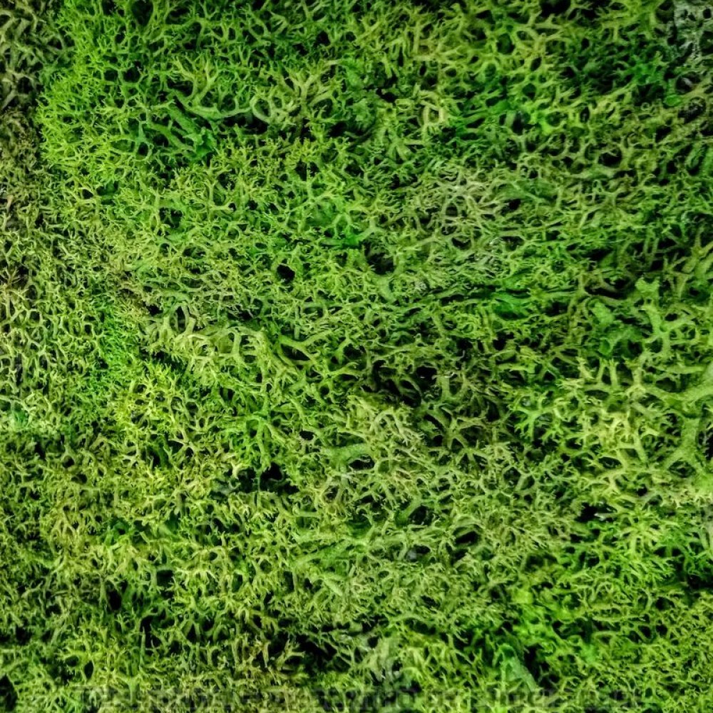 Зелени стени от Скандинавски полярен мъх ( CLADONIA RANGIFERINA )