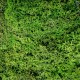 Зелени стени от Скандинавски полярен мъх ( CLADONIA RANGIFERINA )