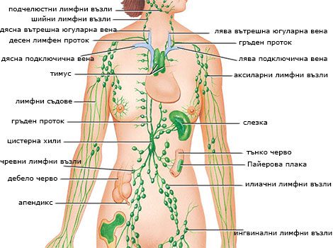 Лимфна система на човешкото тяло