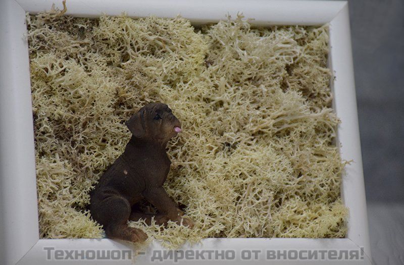 "КУЧЕ" - картина от жив полярен мъх – снимка 5