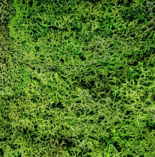 Зелени стени от Скандинавски полярен мъх ( CLADONIA RANGIFERINA )