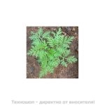 Био етерично масло от Пелин - 10мл.