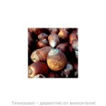 Био масло от бабасу - 50мл.
