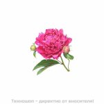 Концентриран екстракт божур - 5мл.