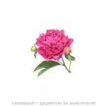 Концентриран екстракт божур - 5мл.