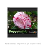 НИКОТИНОВИ ТЕЧНОСТИ - ПЛОДОВИ И ДРУГИ АРОМАТИ 0.50мл. FLAVOURART made in ITALY