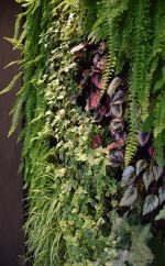 Зелени стени от Скандинавски полярен мъх ( CLADONIA RANGIFERINA )